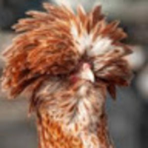 Meet your Posher, Stu-sydney